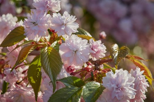 Blooming double pink Japanese cherry flowers , close-up