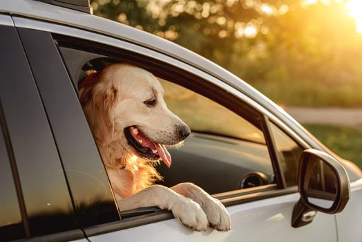 Golden retriever dog looking in open car window during travel sitting on front seat
