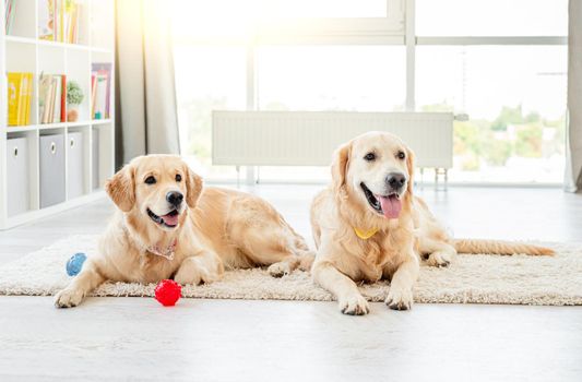 Golden retrievers lying next to balls on light room's floor