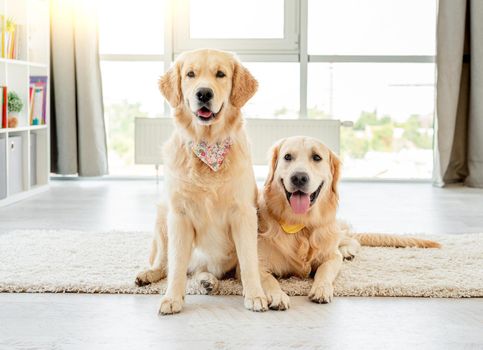 Pair of golden retrievers wearing handkerchiefs sitting at home