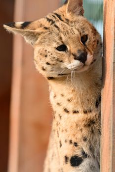 serval cat in the Ukrainian zoo, a rare species of cats, a portrait of a serval.