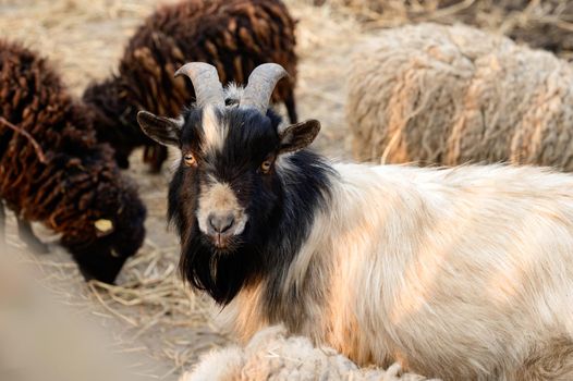 Welsh goat with large and sharp horns, a zoo with unusual animals, herbivores.