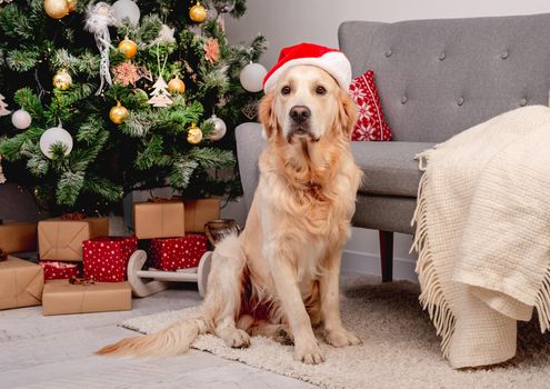 Golden retriever dog in new year hat lying in room decorated for christmas