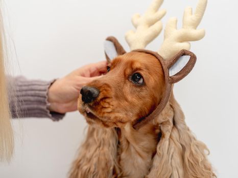 Woman putting festive rim with reindeer horns on English cocker spaniel dog at home