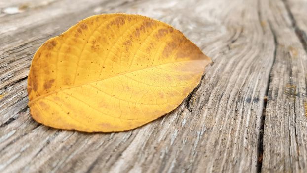 One autumn leaf on old wood background with copy space. Bright autumn colors and dark wood background. Concepts of the seasons, the environment. Thanksgiving autumn vacation background concept