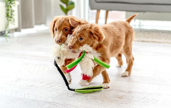 Couple of toller puppies biting soft toy at home