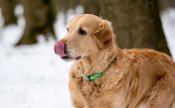 Golden retriever dog licks nose in the winter park. Dod walking outside with snow weather