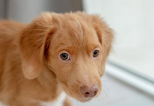 Portrait of toller puppy having fun while looking up at home, top view