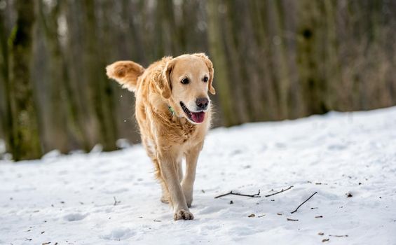 Golden retriever dog outside in the snow during winter walk in park