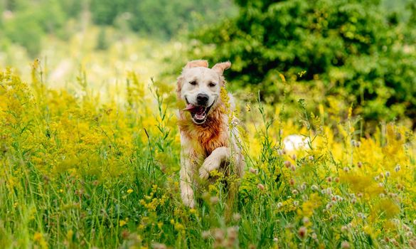 Funny golden retriever dog on flowering yellow field