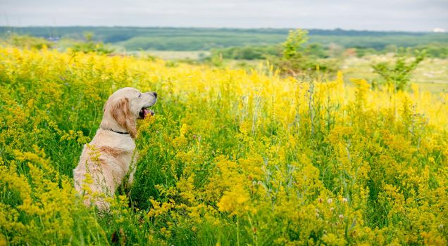 Funny golden retriever dog on flowering yellow field