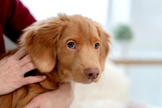 Toller puppy yawning after having fun with woman at home