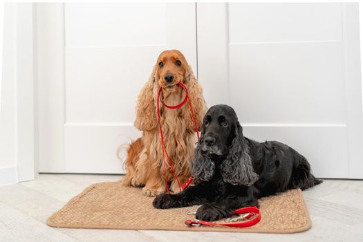 English cocker spaniel dogs with red leashes are waiting for walk while sitting on door mat at home