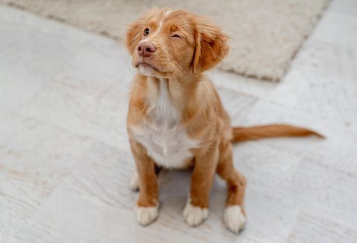 Portrait of toller puppy having fun while looking up at home, top view