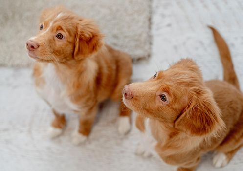 Couple of toller puppies looking up while sitting on floor at home, view from above