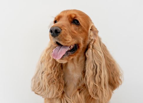 Portrait of English cocker spaniel dog at home on white wall background
