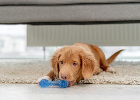 Toller puppy having fun with toy for biting on floor at home