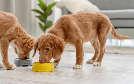Couple of toller puppies eating from bowls on floor at home