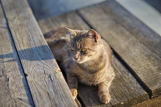 Gray adult mongrel cat lies on the floor stretching the front paws