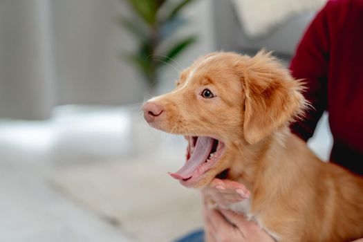 Toller puppy yawning after having fun with woman at home
