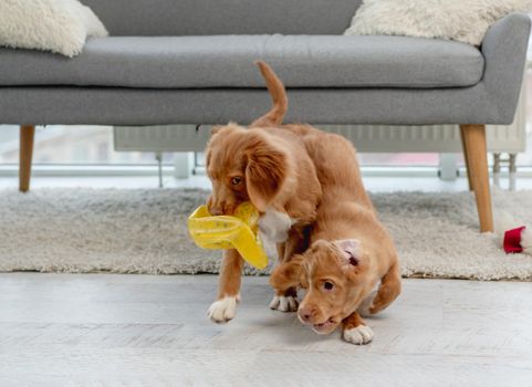 Couple of toller puppies playing with broken rubber ball at home