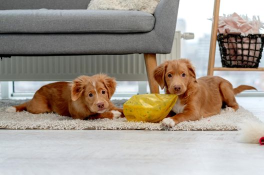 Couple of toller puppies biting broker ball on carpet at home