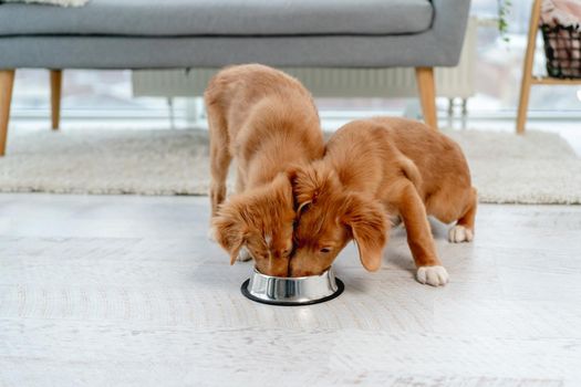 Couple of toller puppies eating from one bowl at home