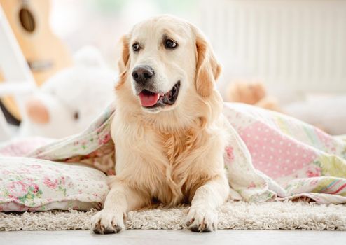 Cute golden retriever covered with blanket in children's room