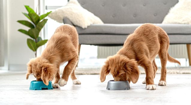 Couple of toller puppies eating from bowls on floor at home