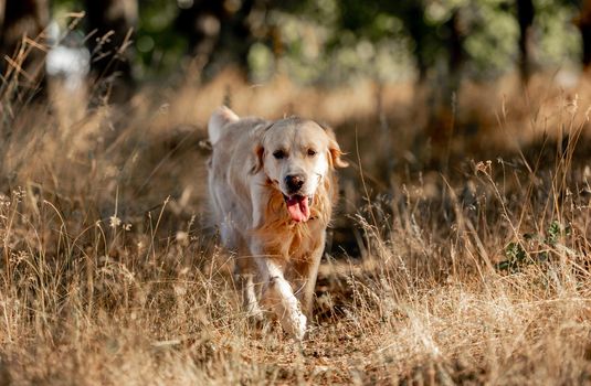 Golden retriever dog with tonque out in autumn day outdoors. Purebred pet labrador walking at nature