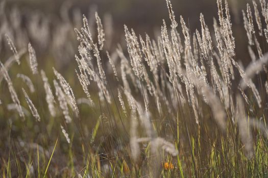 Cereal field with yellow ripe spikelets closeup with blurred background. Wheat grain in farmaland with beautiful sunlight