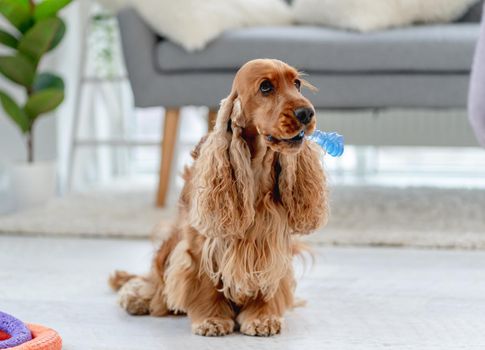 English cocker spaniel dog holding toy in mouth while sitting on floor at home