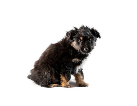 Cute german shepherd puppy isolated on white background