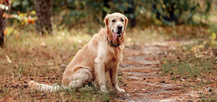 Golden retriever dog sitting and looking at camera in the forest. Cute purebred doggy pet labrador at nature