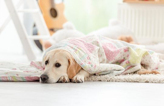 Lovely golden retriever dog lying under blanket in light room