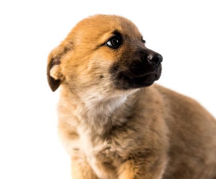 Cute small light brown puppy isolated on white background