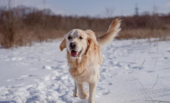 Golden retriever dog running along snowy path on winter nature