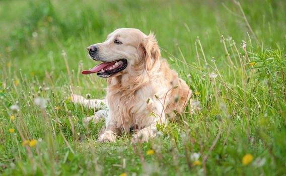 Golden retriever dog lying in green grass outdoors in sunny day in summer time and looking back. Adorable doggy pet resting during walk outside