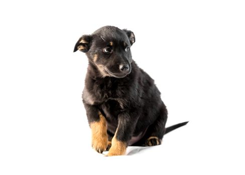 Cute german shepherd puppy isolated on white background