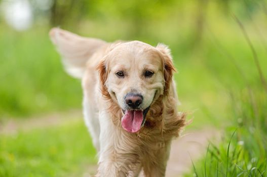 Adorable golden retriever dog walking outdoors in green grass at the nature in summer time with tonque out. Beautiful closeup portrait of doggy pet outside