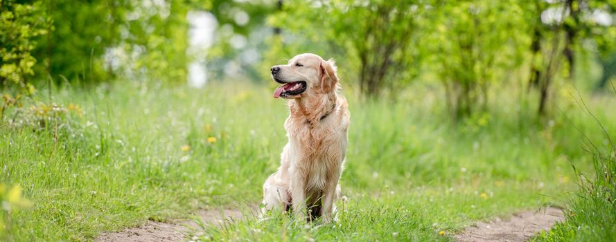 Adorable golden retriever dog sitting outdoors in green grass at the nature in summer time and looking back. Beautiful portrait of doggy pet during walk in park