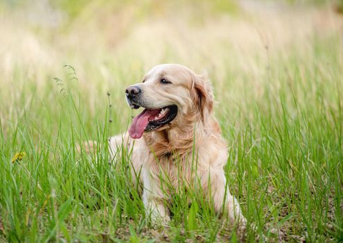 Golden retriever dog lying in green grass outdoors in sunny summer day and looking back with tonque out. Adorable doggy pet resting during walk outside