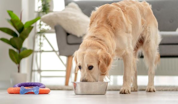 Golden retriever dog eating from bowl installed on floor near sofa at home