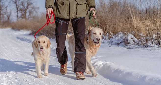 Man walking golden retriever dogs along snowy road on winter nature