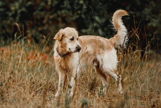 Golden retriever dog sniffing ground in the forest. Cute purebred doggy pet labrador at nature