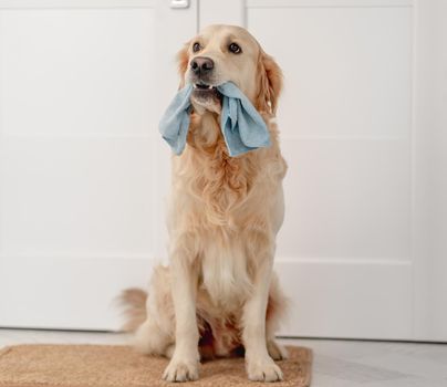 Golden retriever dog holding cleaning cloth in mouth while sitting on doormat at home