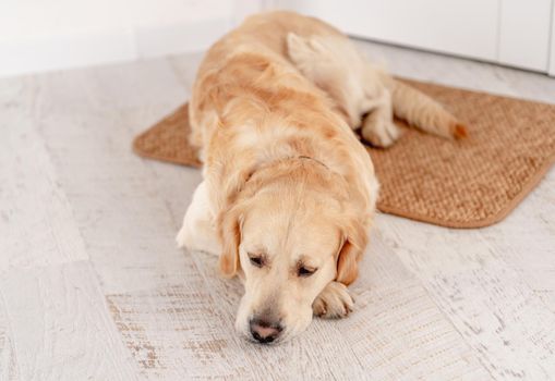 Golden retriever dog lying on door mat at home