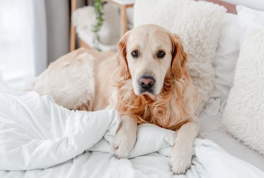 Golden retriever dog lying in the bed and looking at the camera. Cute doggy resting at home in the morning time. Portrait of pet indoors with daylight