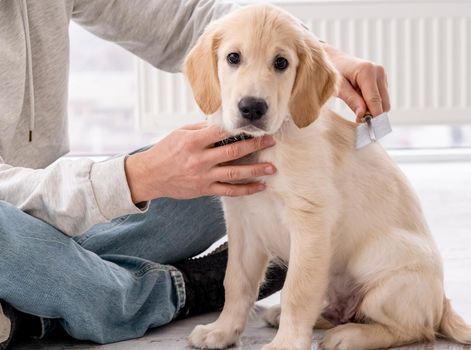 Cute retriever puppy combed by man indoors