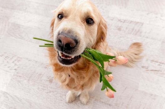 Golden retriever dog sitting on the floor and holding tulip bouquet on her teeth